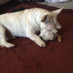 Meet your Posher, Ralph